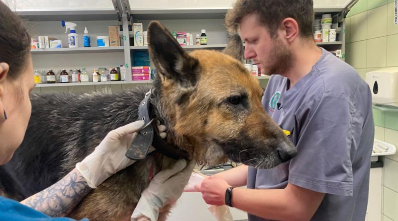 Dogs of war: the conflict in Ukraine is displacing pets as well as people