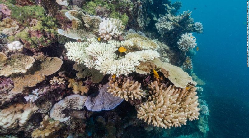 The Great Barrier Reef is suffering a sixth mass-bleaching event. Here’s why scientists are concerned
