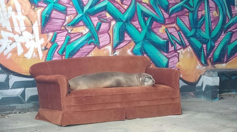 ‘Babysitting’ the next generation of New Zealand’s endangered sea lions
