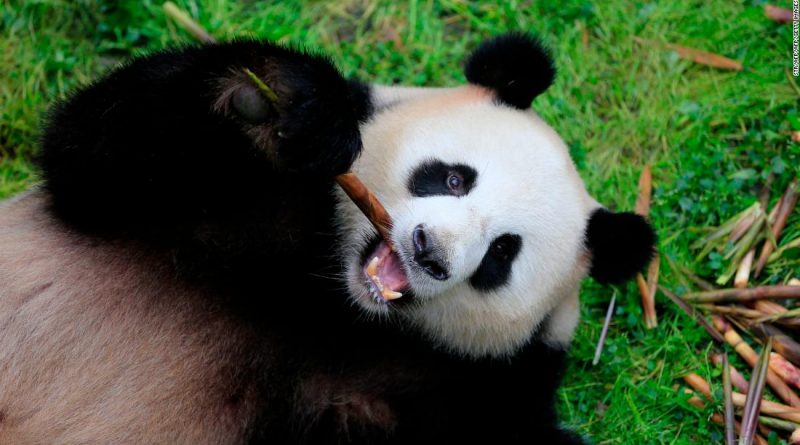 Smart tech is helping to save China’s giant pandas