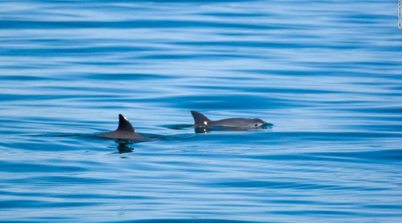 There are only 10 of the world’s smallest marine mammal left in the world