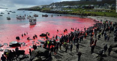 Faroe Islands will allow 500 dolphins to be killed in annual whale hunt