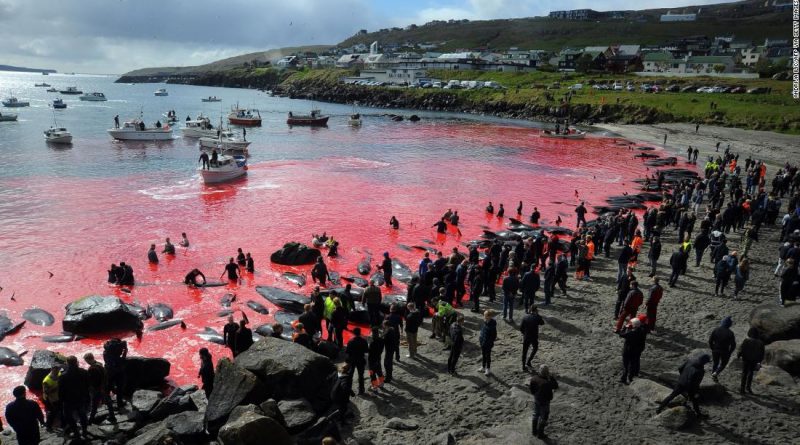Faroe Islands will allow 500 dolphins to be killed in annual whale hunt