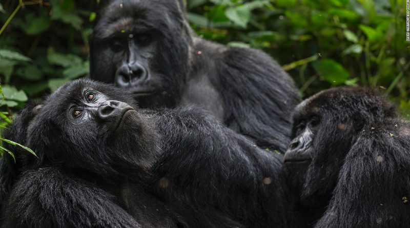 Oil permits up for auction in Congo’s Virunga park, putting endangered gorillas at risk