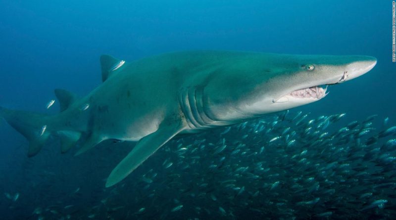 The ocean phenomenon that’s bringing sharks closer to shore