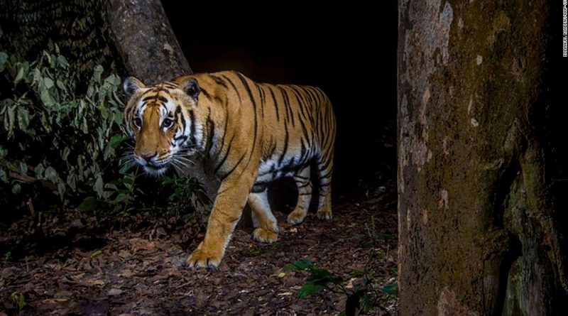Nepal has nearly tripled its wild tiger population since 2009